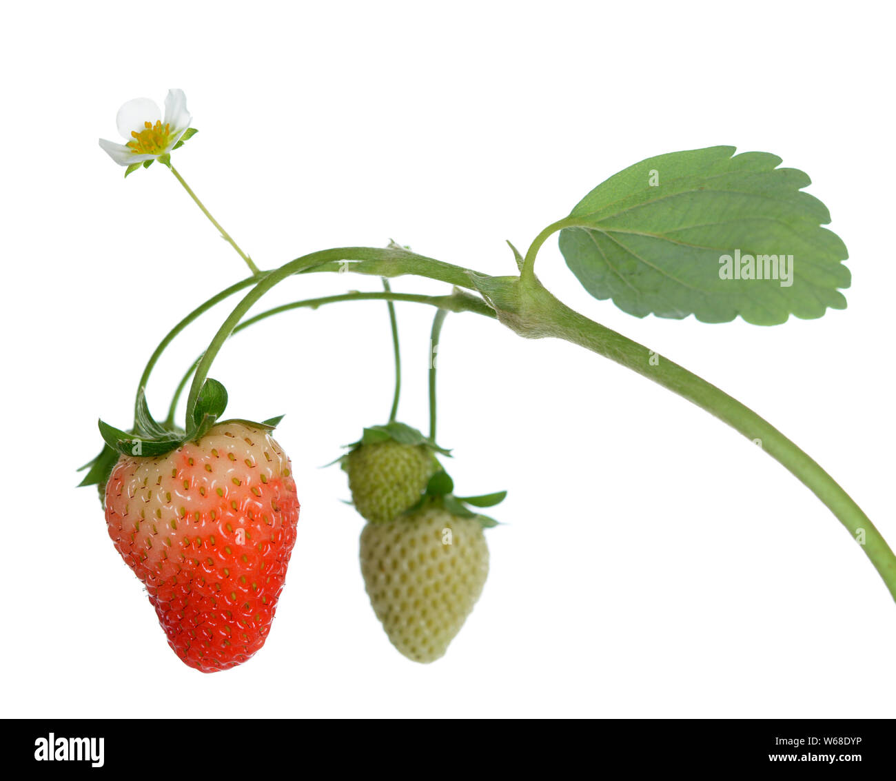 ripe and young strawberry with flower on vine isolated on white Stock ...