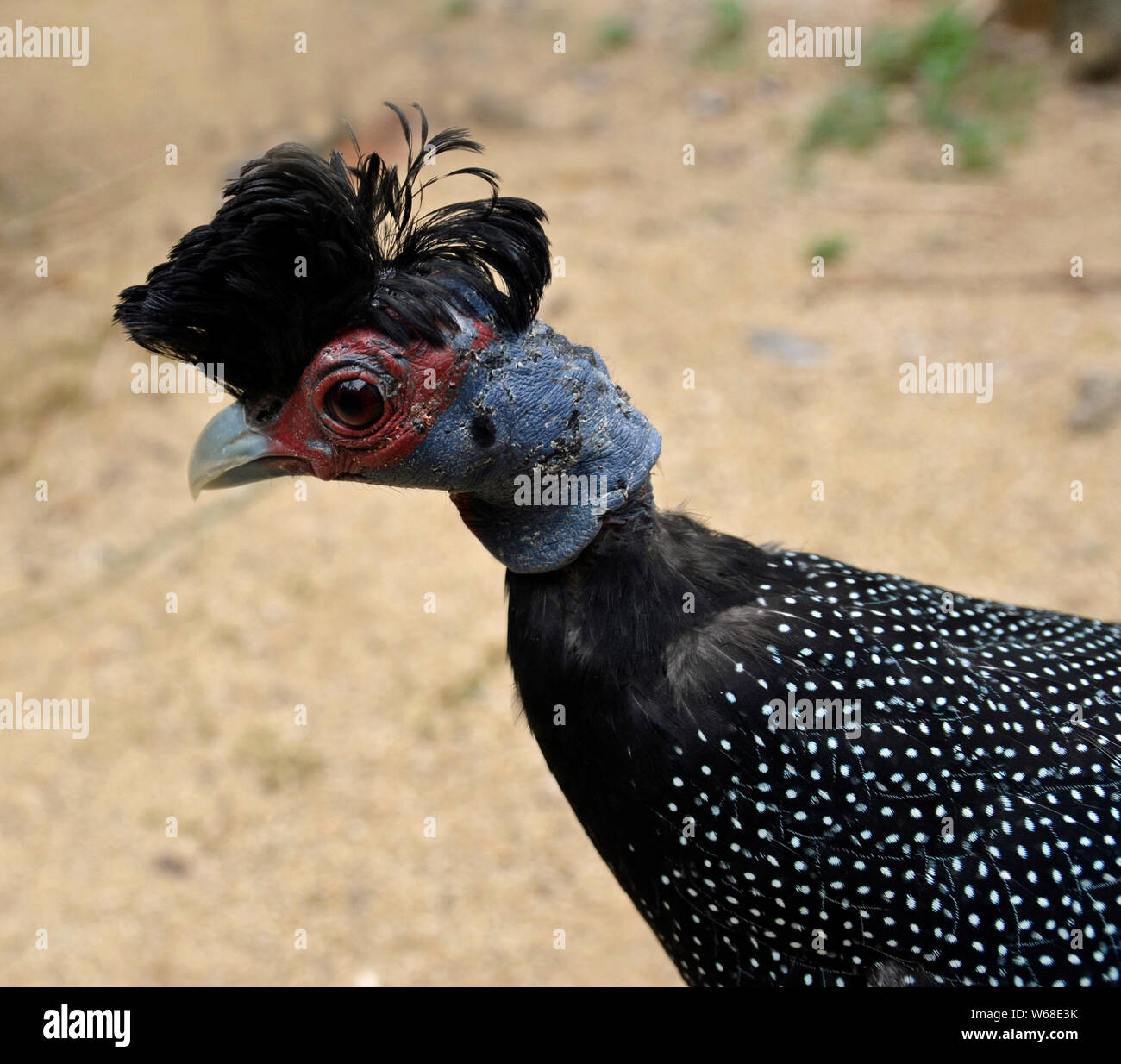 Kenyan or African Crested guineafowl at Cotswold Wildlife Park, Oxfordshire, UK Stock Photo