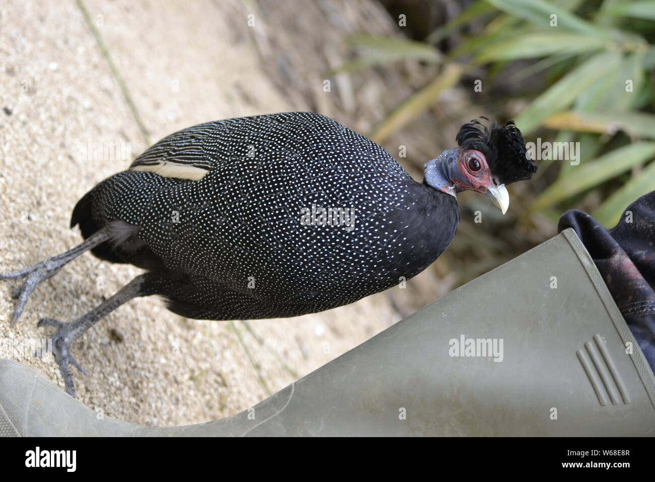 Kenyan or African Crested guineafowl at Cotswold Wildlife Park, Oxfordshire, UK Stock Photo