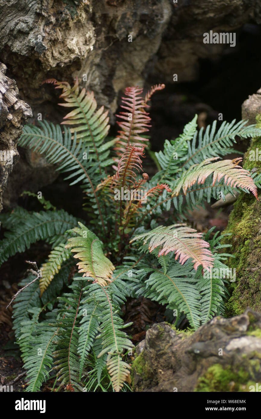 New fronds of the rasp fern Doodia media Stock Photo