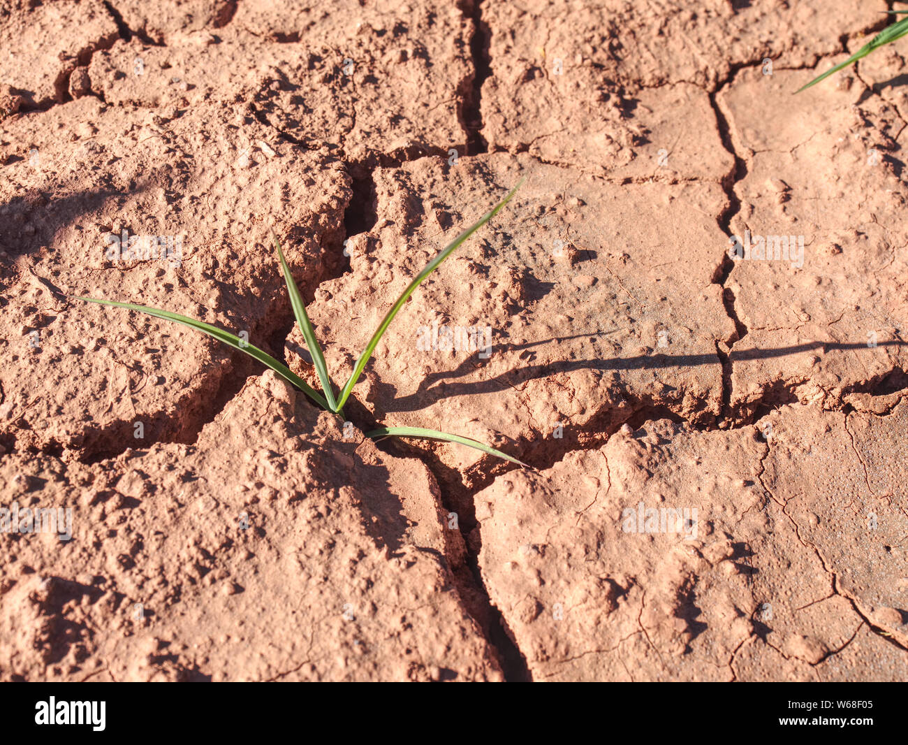 Maize corn field hit by hard drought in hot summer. Dry ground of ...