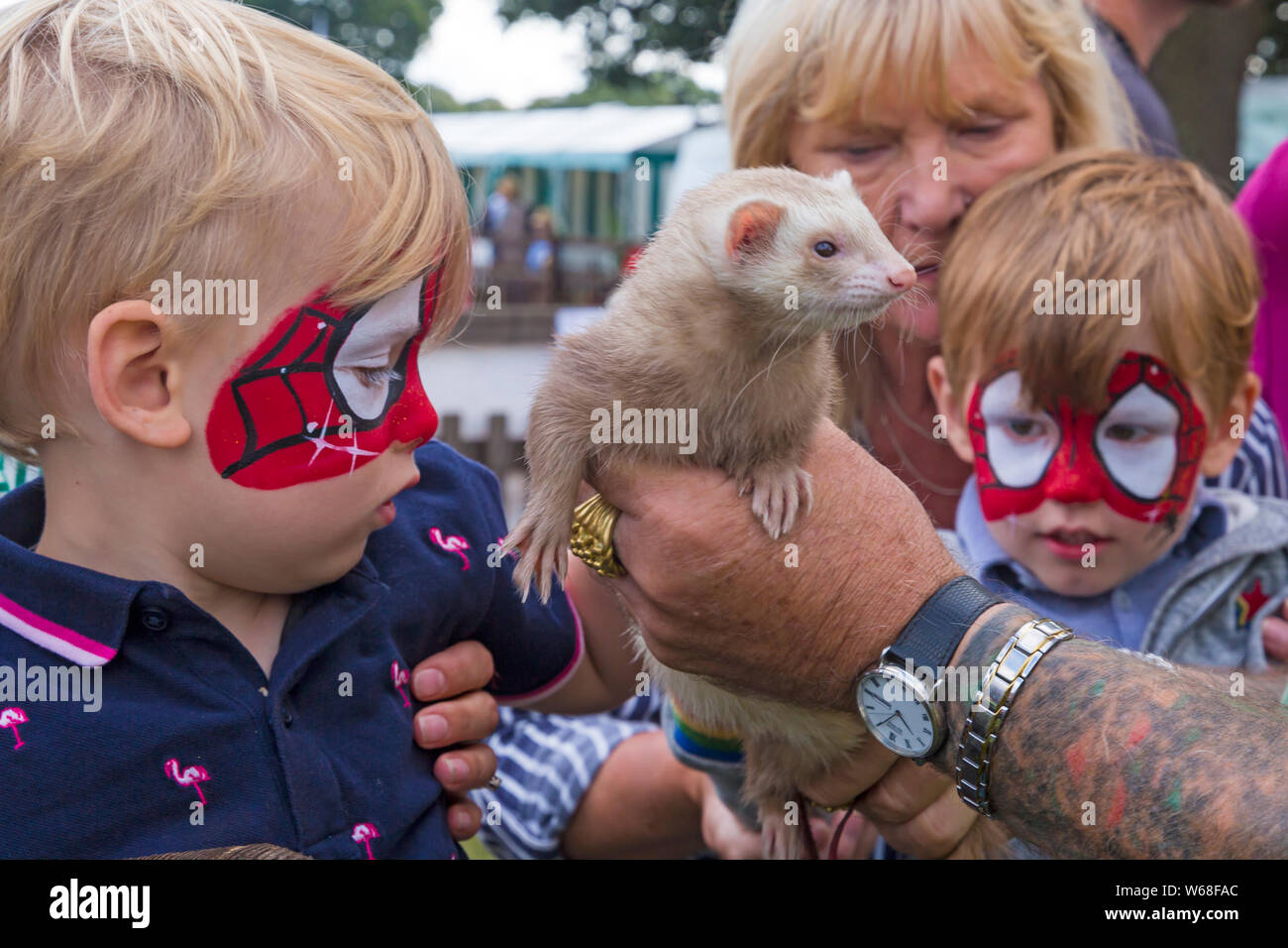 Brockenhurst, Hampshire, UK. 31st July 2019. Thousands flock to the second day of the New Forest & Hampshire County Show.  Kids meet the ferrets before the ferret racing.  Boys with Spider-Man painted face looking at ferret.  Credit: Carolyn Jenkins/Alamy Live News Stock Photo