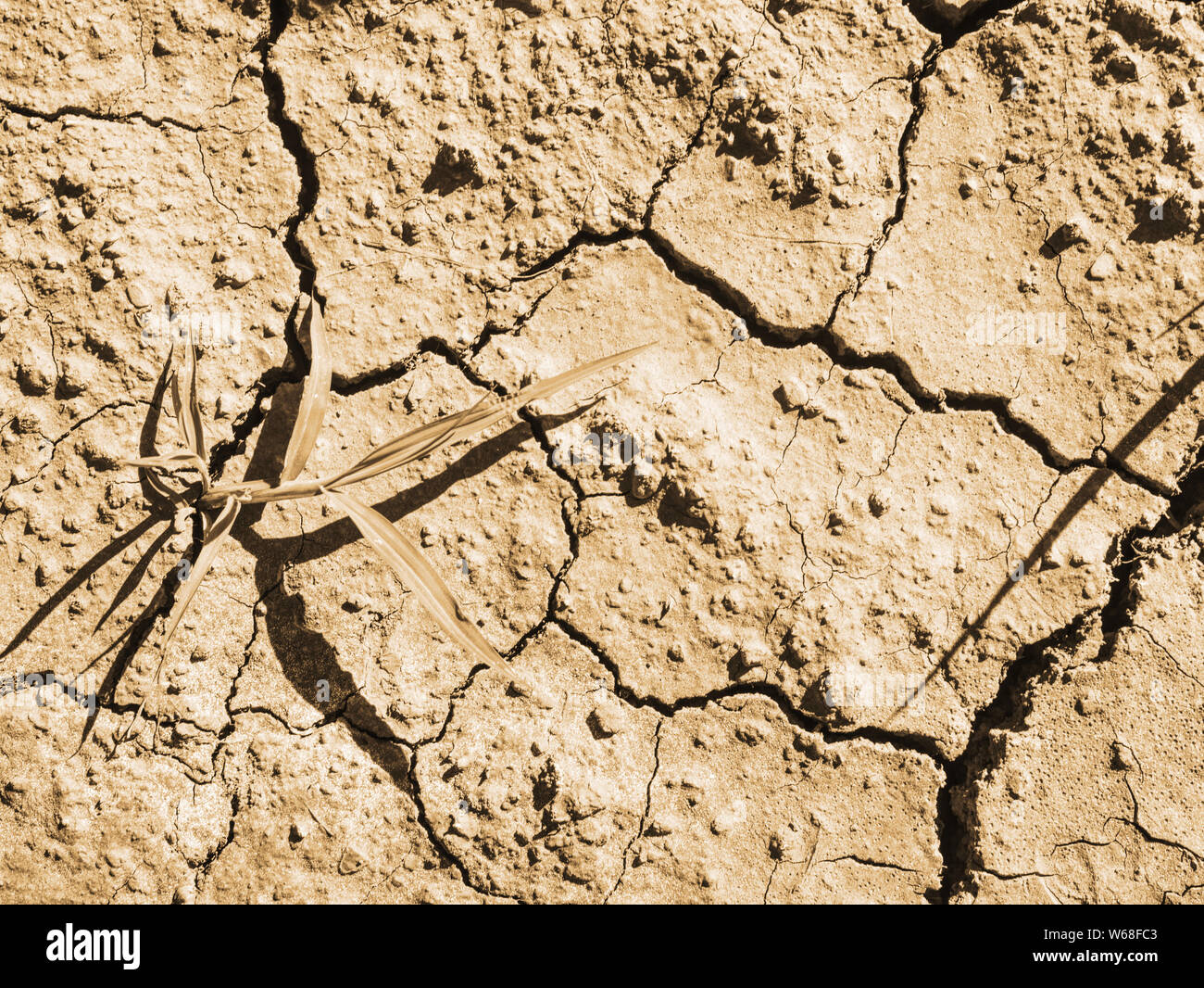 Maize corn field hit by hard drought in hot summer. Dry ground of ...