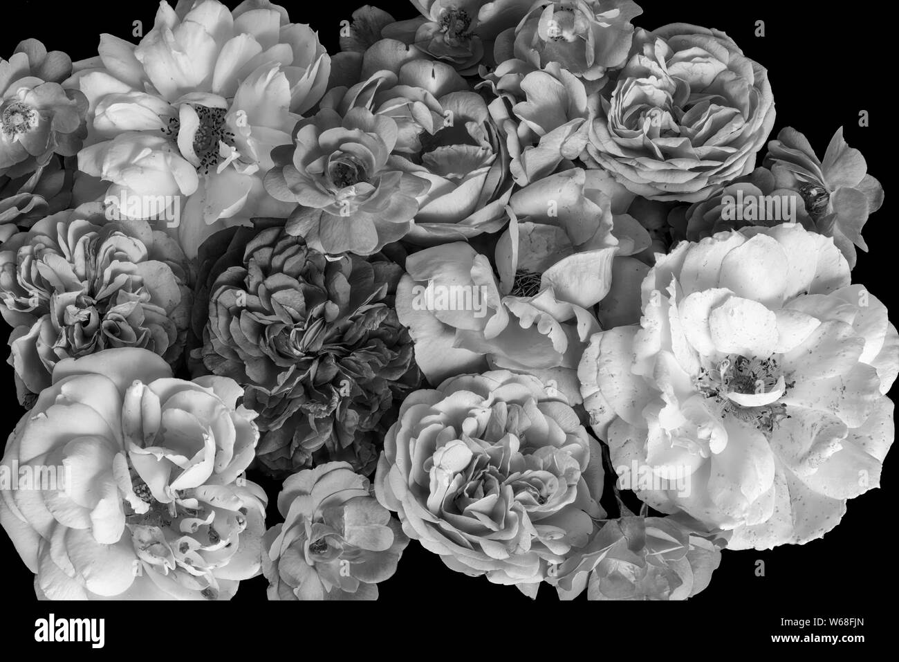 Monochrome vintage macro of a collection of rose blossoms, symbolic