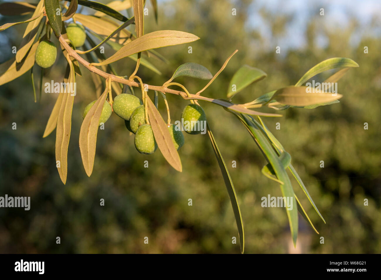 olives growing on an olive branch on a tree in Greece on corfu Stock
