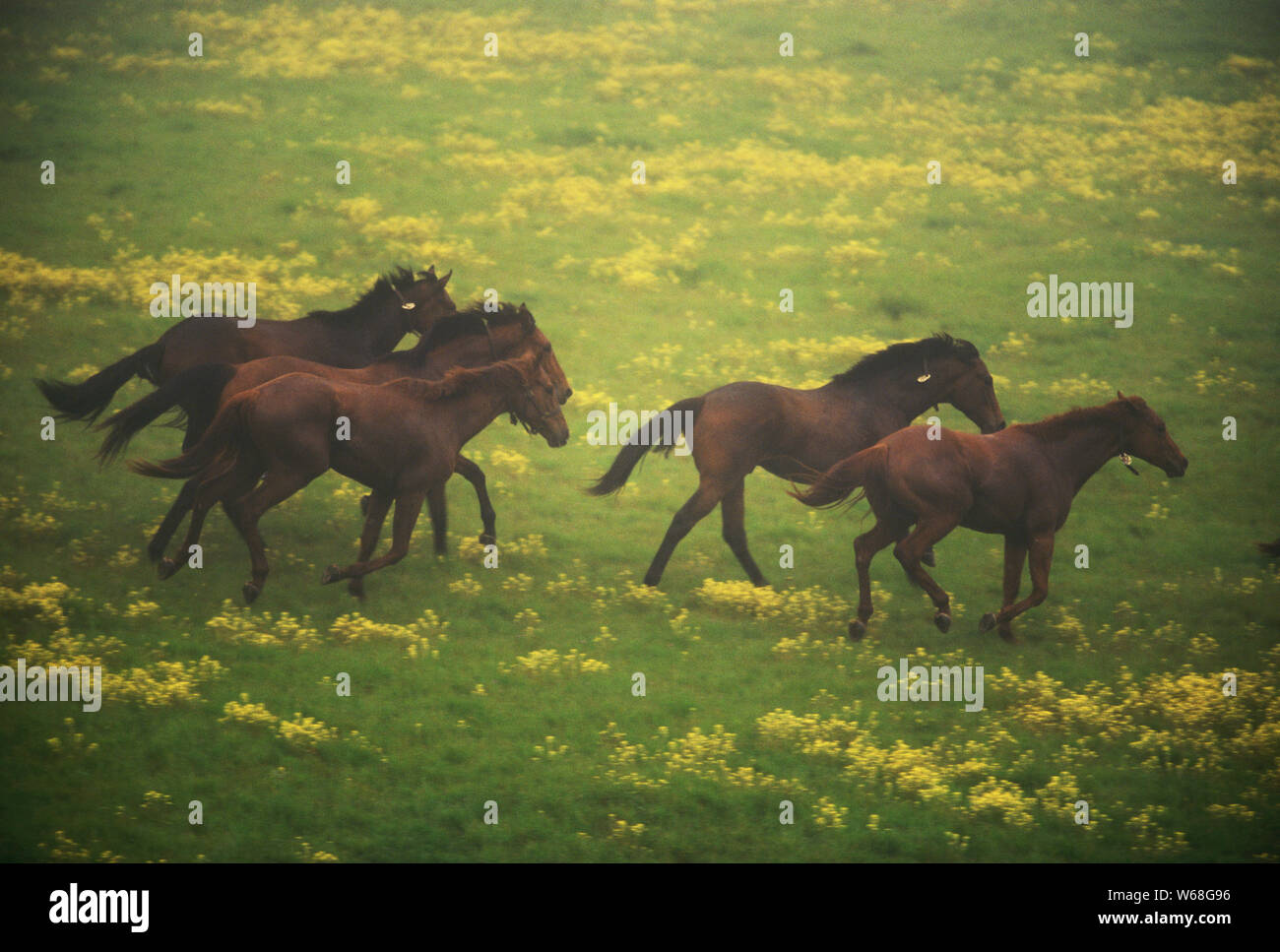 Horses running across field with yellow flowers Stock Photo