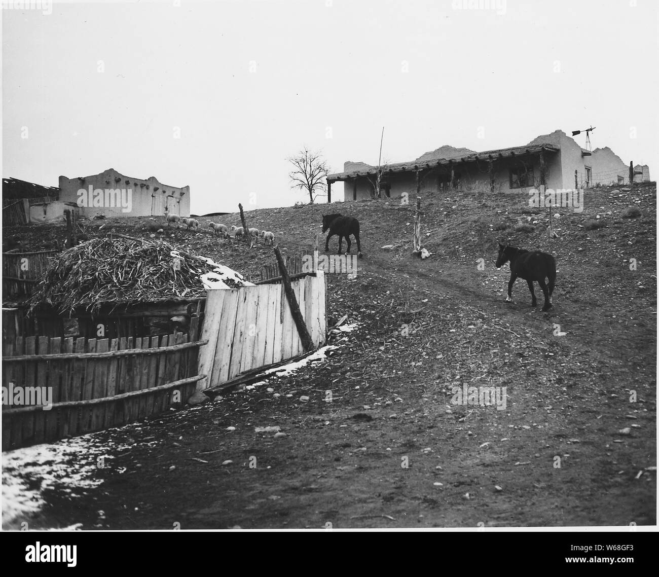 Taos County, New Mexico. Corrals, horses, sheep, dwelling, Llano