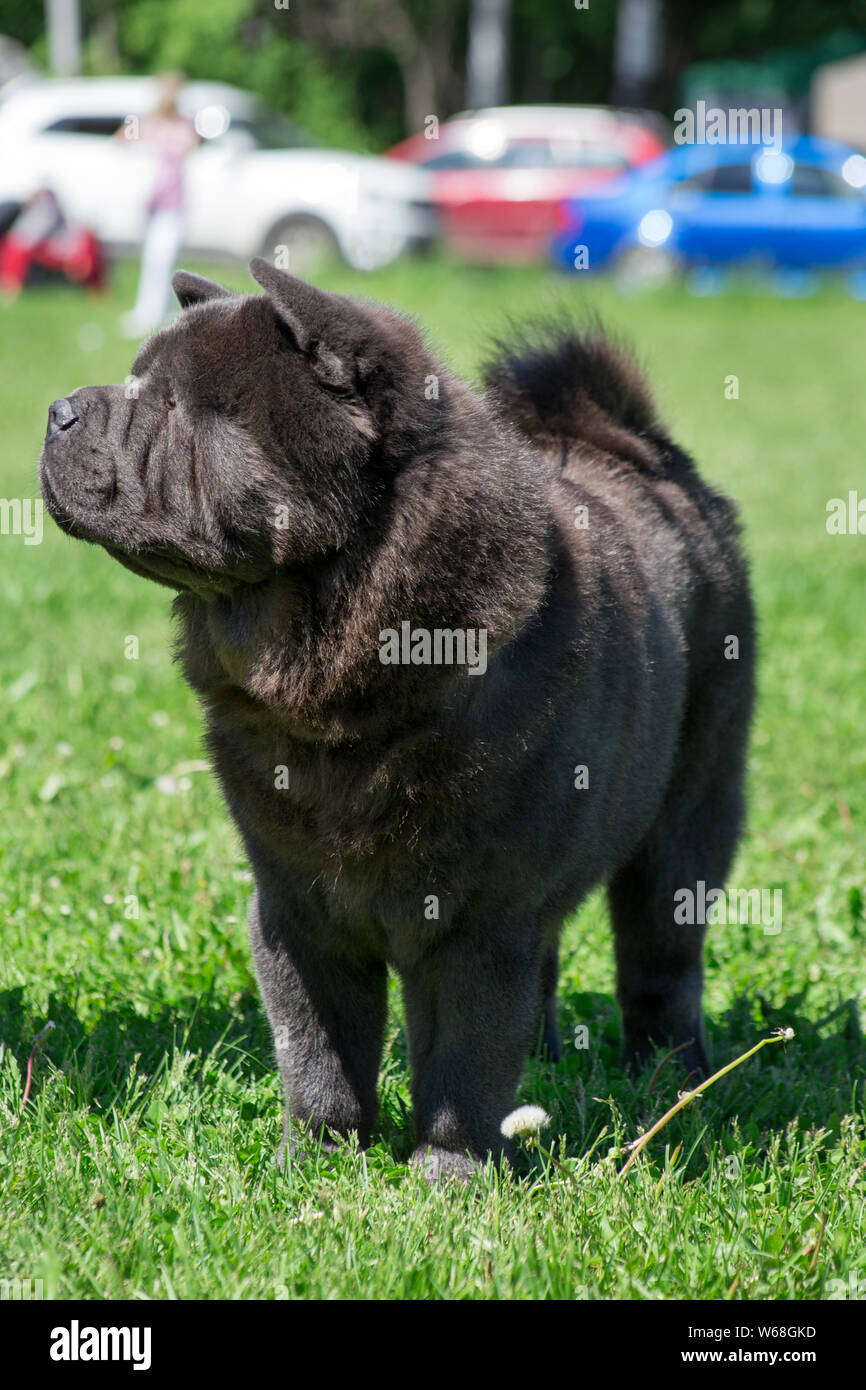 smooth blue chow chow