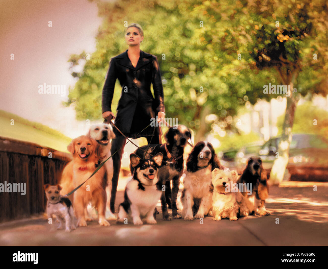 A woman posing with a pack of dogs Stock Photo - Alamy
