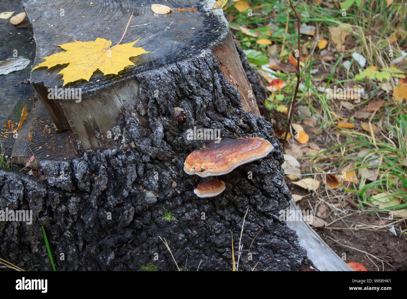 Two parasitic fungus are growing on a old stump. Yellow maple leaf. Seasons of the year. Live nature. Stock Photo