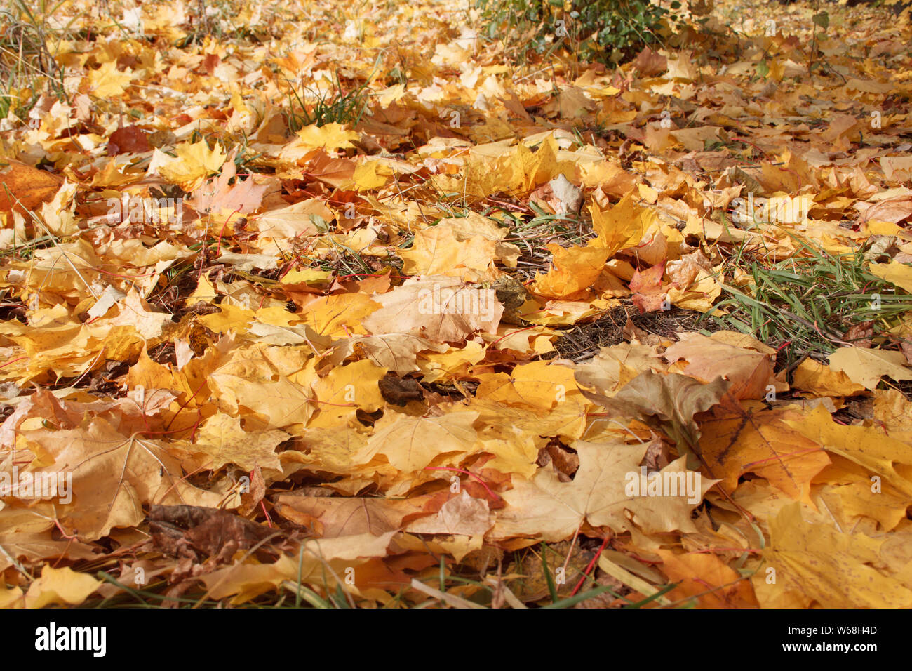 Yellow and orange maple leaves are lying on grass in the autumn park ...