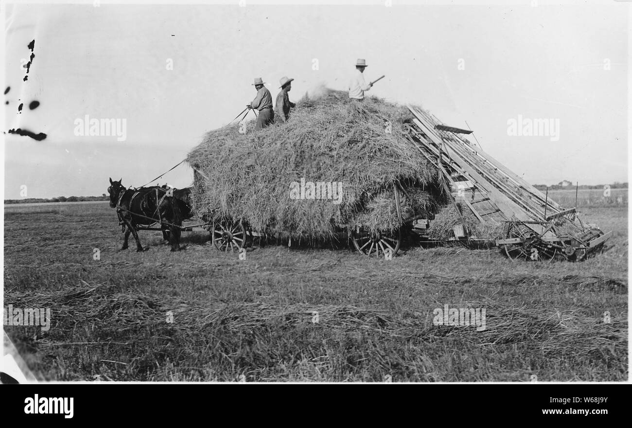 The Broncho boys, largest cattle outfit on reservation, put up a lot of hay with a little effort. Fort Hall Bottoms.; Scope and content:  Records of the Extension and Credit Office whose purpose was to work with reservation agricultural and home extension agents to help Indians become self-sufficient and raise living standards. After 1934, credit agents worked with men from the Organization Division in establisheing tribal corporations which were eligible for government loans for development projects. Stock Photo