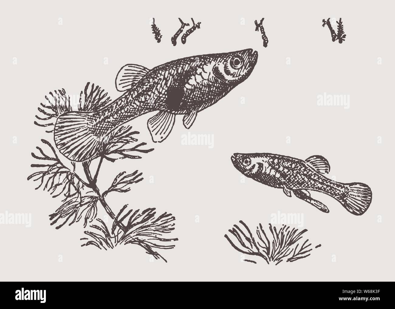Two western mosquito fish, gambusia affinis foraging mosquito larvae swimming at the water surface. Illustration after an engraving, early 20c Stock Vector