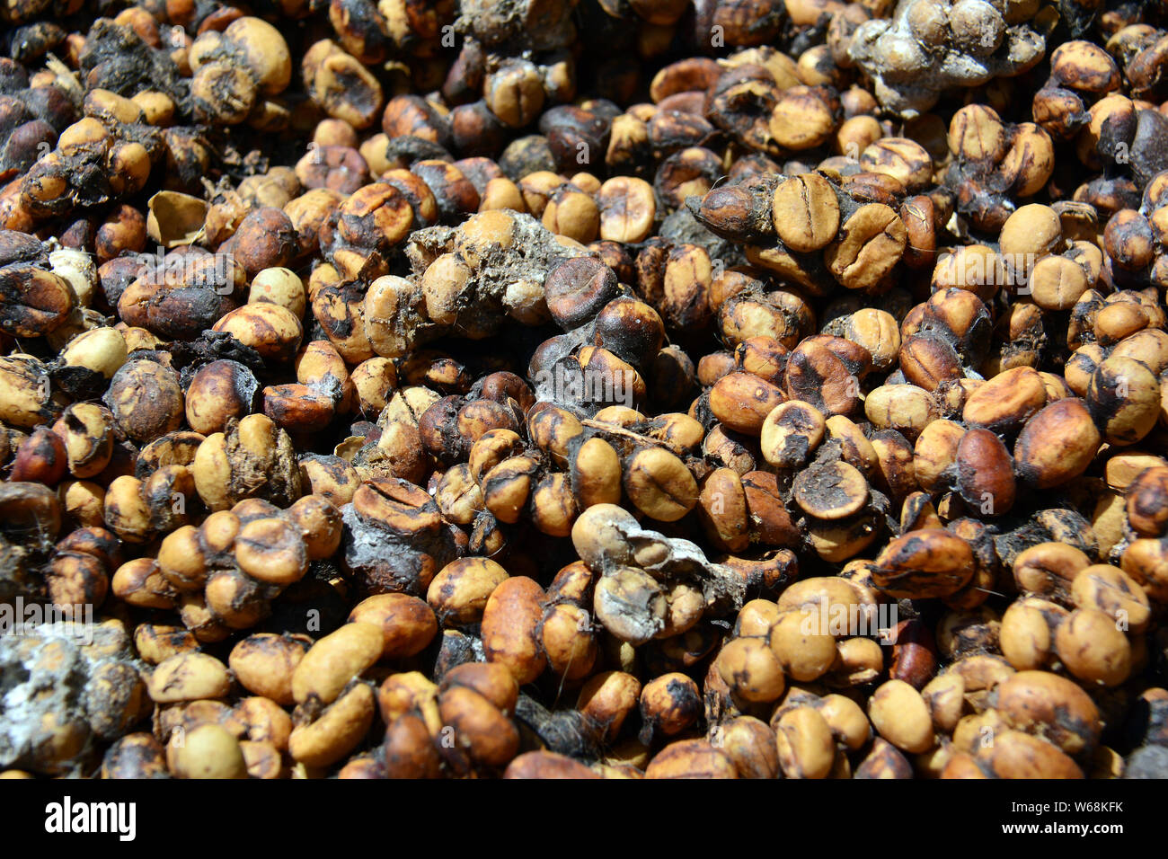 Cafe luwak deals