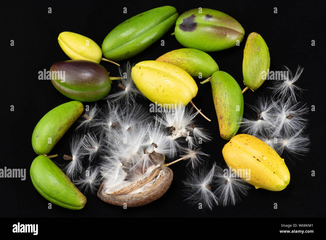 Stephanotis jasminoides aka Stephanotis floribunda, Madagascar Jasmine seed pods Stock Photo