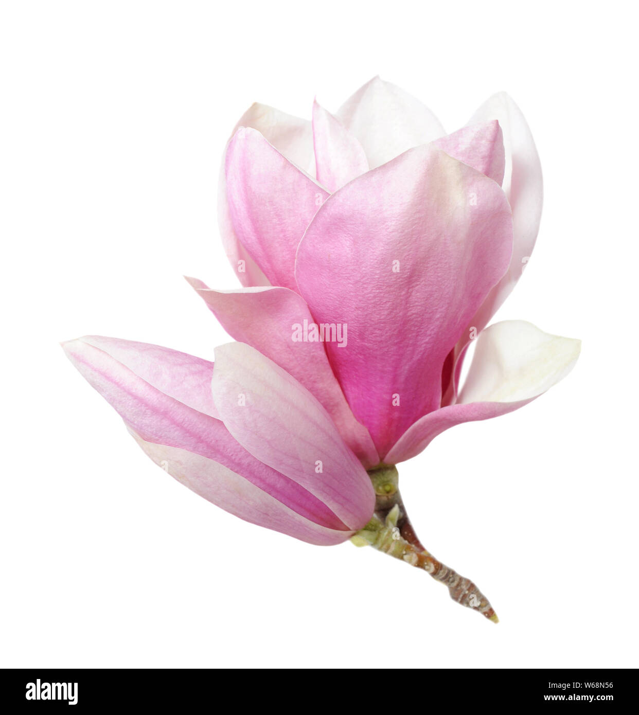 pink magnolia flower isolated on white background Stock Photo - Alamy