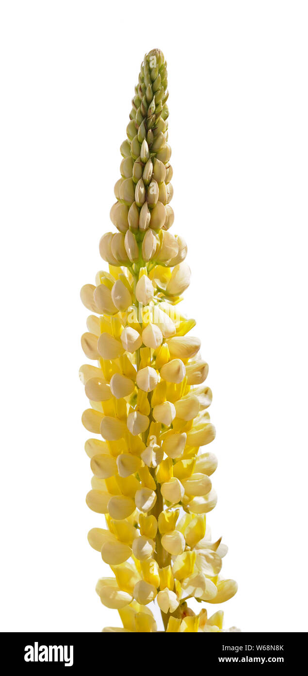 blowing yellow lupine flower isolated on white Stock Photo