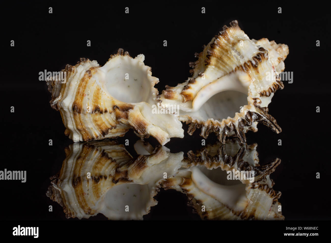 Group of two whole mollusc shell isolated on black glass Stock Photo