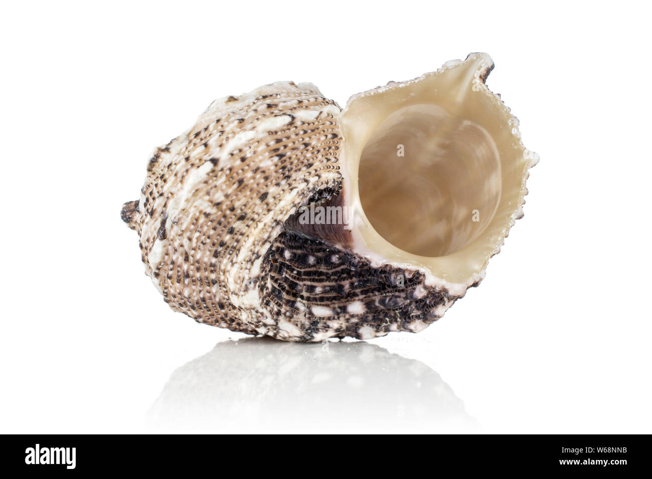One whole mollusc shell hollow inside isolated on white background ...