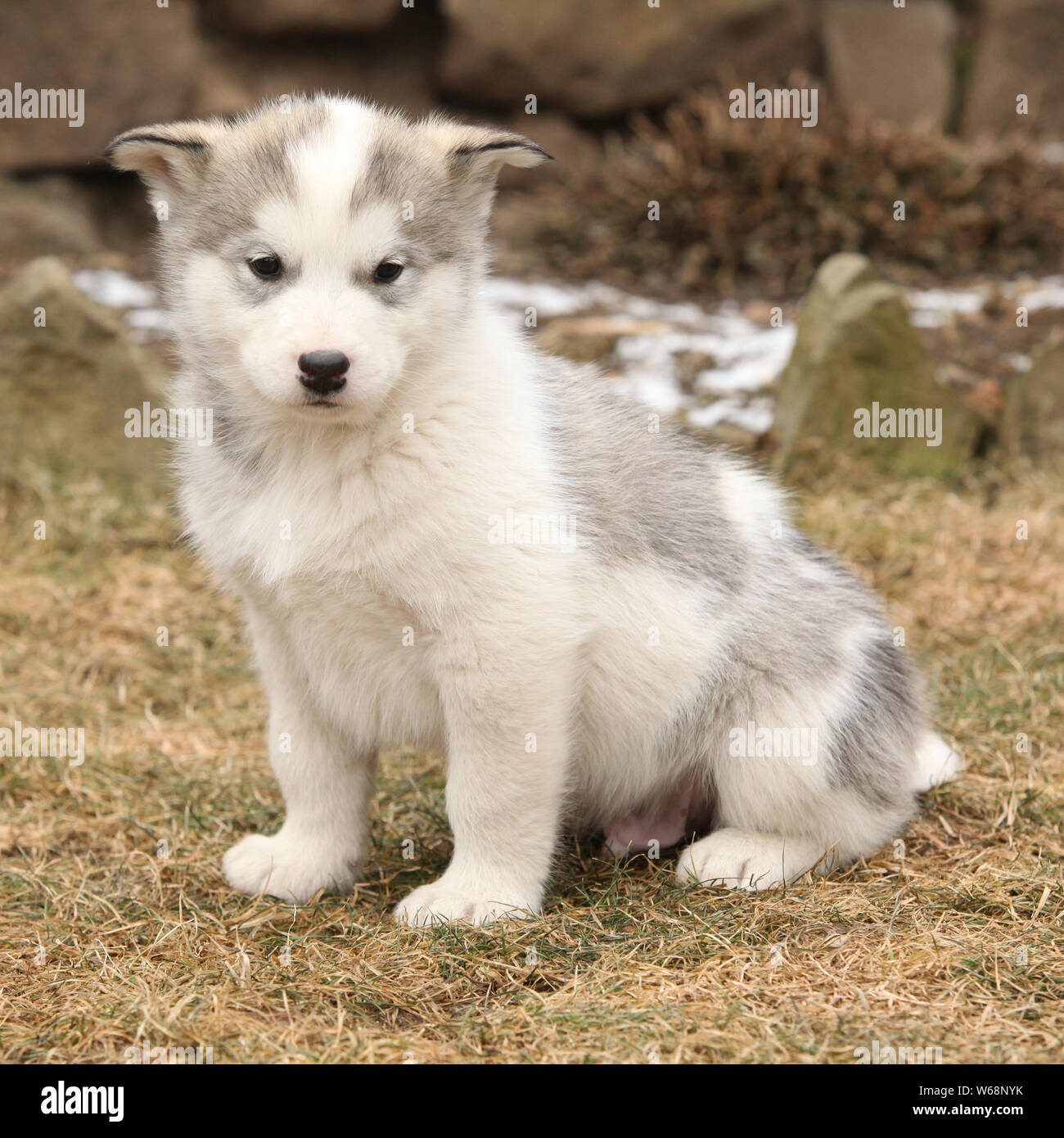 White malamute cheap puppy