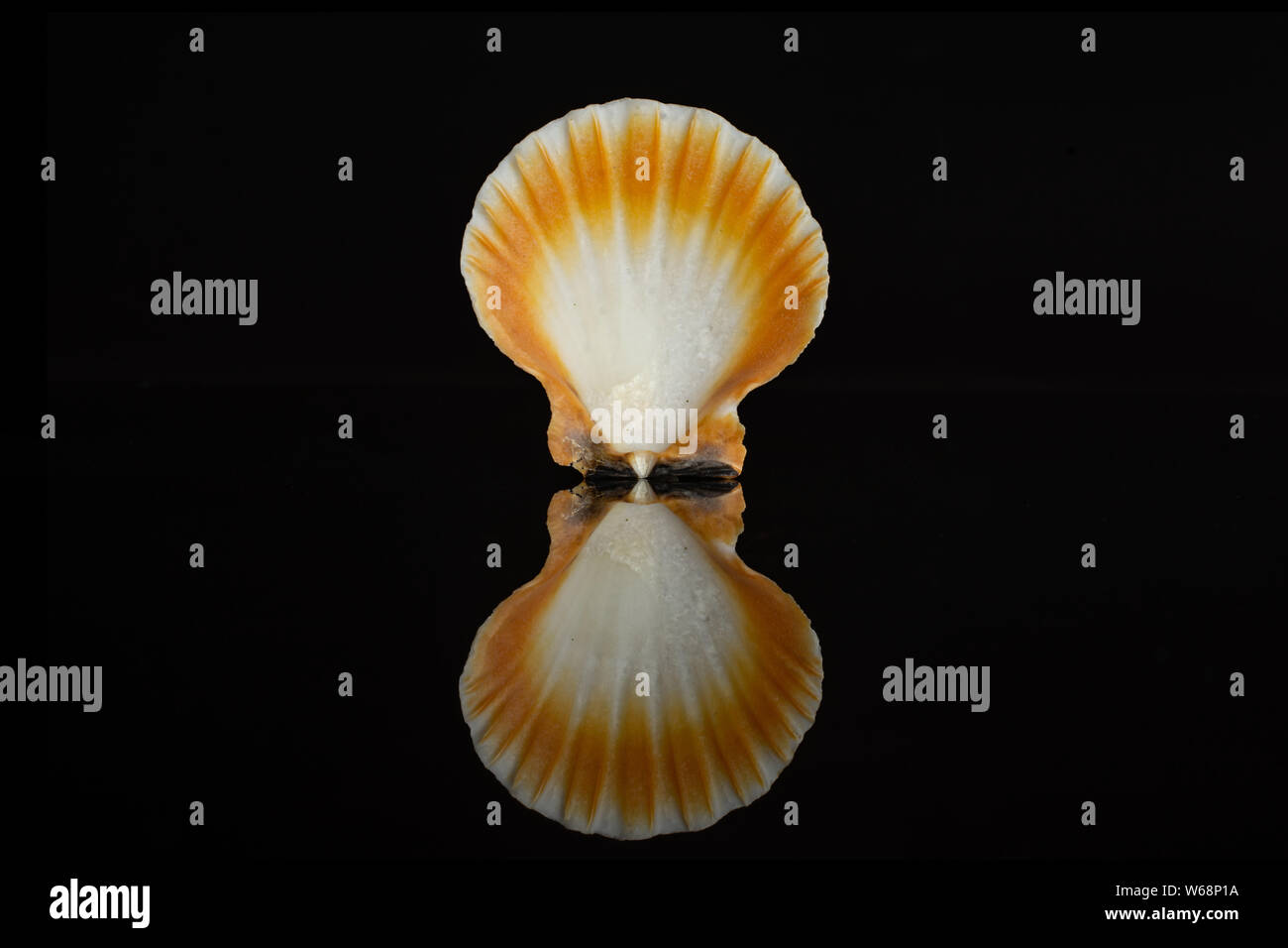 One whole mollusc shell with orange edge isolated on black glass Stock Photo