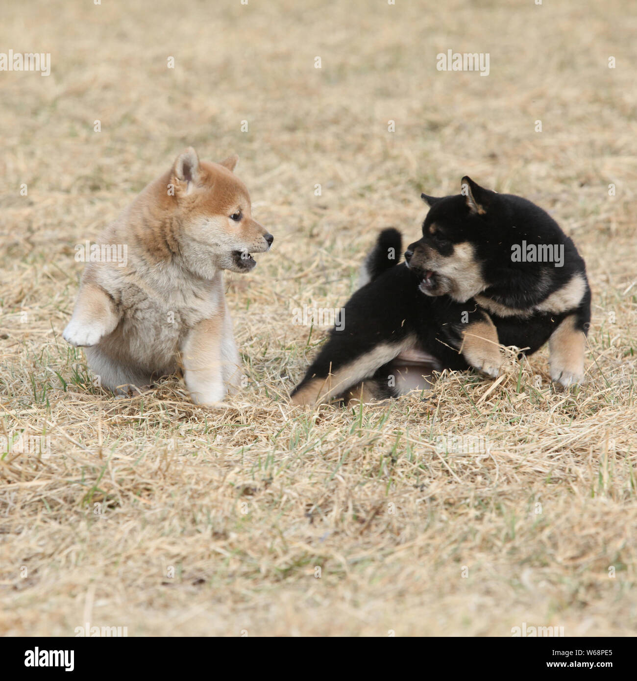 Shiba Inu Puppies Stock Photos Shiba Inu Puppies Stock