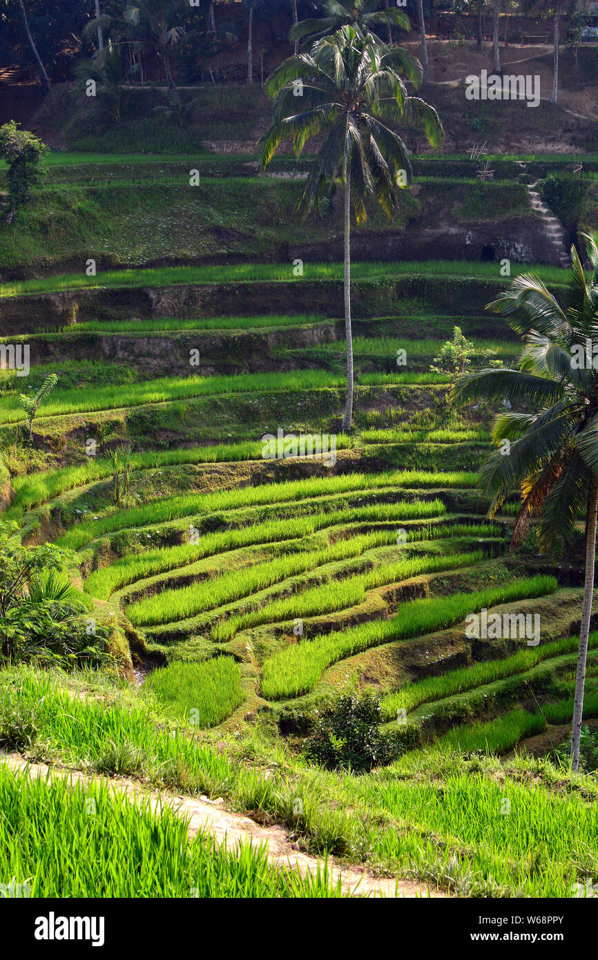 Southeast asia plant hi-res stock photography and images - Alamy