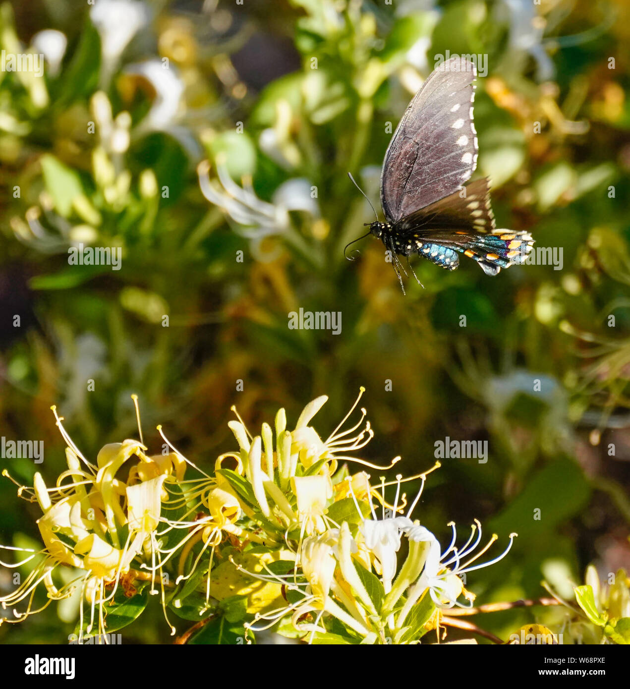 Pipe Vine Swallowtail Butterfly in Flight Among the Honeysuckle Flowers. Stock Photo
