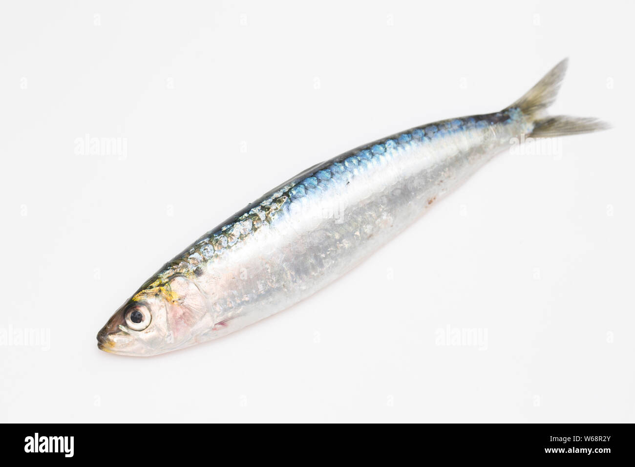 A single, raw sardine, or european pilchard, Sardina pilchardus, that was caught with a fishing rod using small lures known as micro feathers, from a Stock Photo