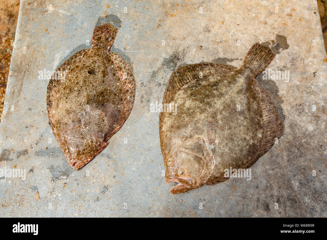 Turbot brill difference hires stock photography and images Alamy