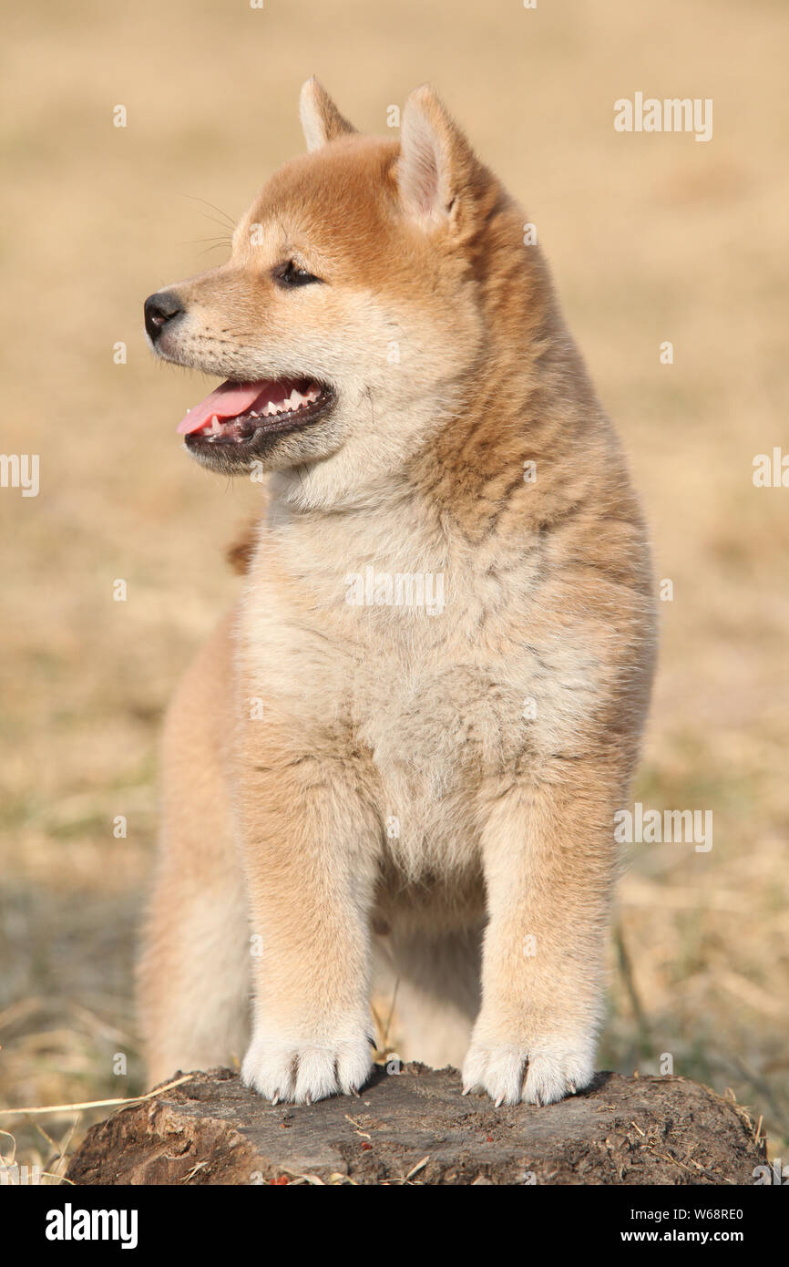 Amazing Funny Shiba Inu Puppy On Yellow Grass Stock Photo