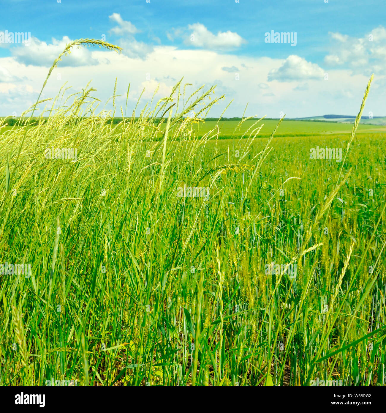 green field and blue sky with light clouds Stock Photo - Alamy