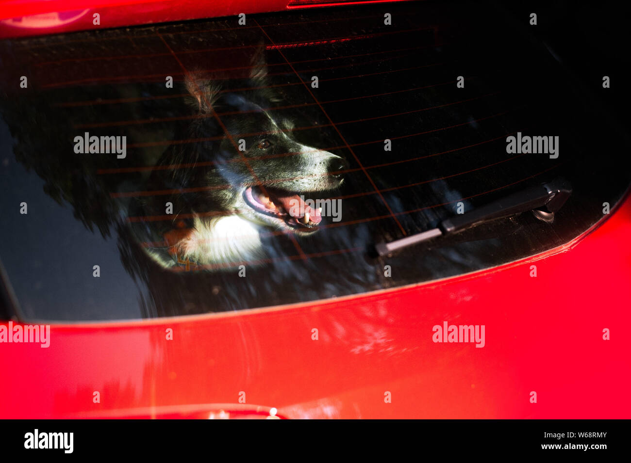 Dog pokes its muzzle out of the car window. Black and White Border Collie in car in hot summer. Stock Photo