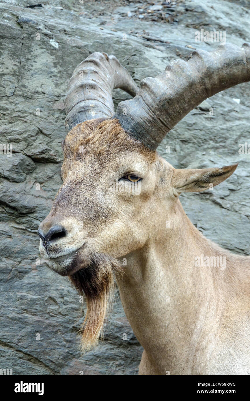 West Caucasian tur goat, Capra caucasica Stock Photo