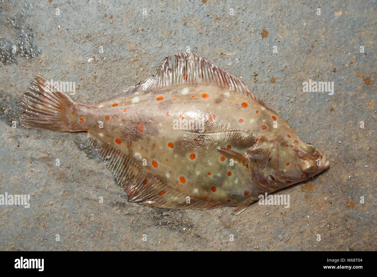 Flatfish camouflage hi-res stock photography and images - Alamy