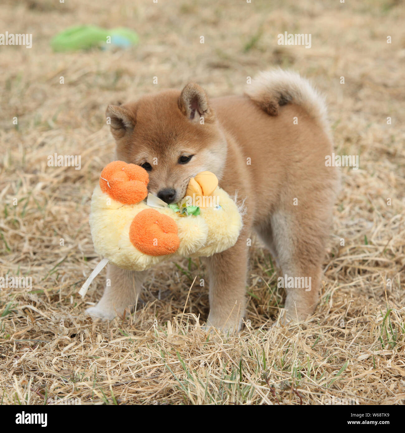 Amazing Funny Shiba Inu Puppy On Yellow Grass Stock Photo