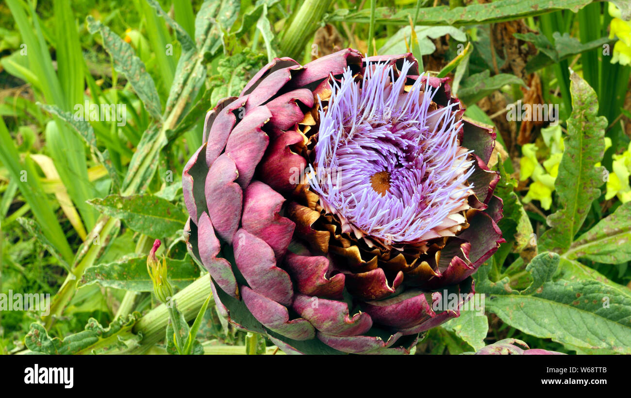 Close up of a big globe artichokes in a vegetable garden, with purple flowers, green lush foliage . Stock Photo