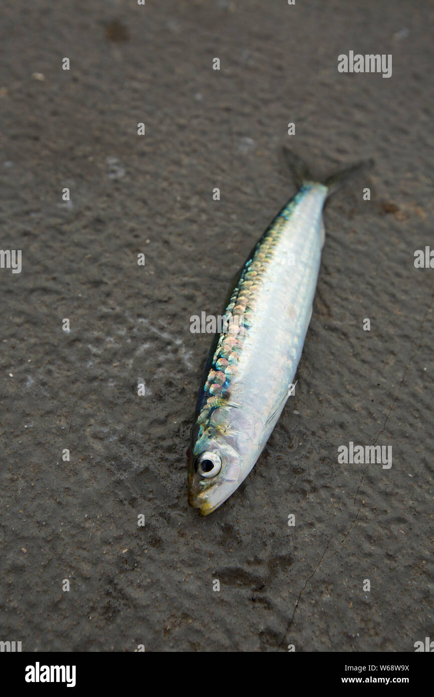 A single, raw sardine, or european pilchard, Sardina pilchardus, that was caught with a fishing rod using small lures known as micro feathers, from a Stock Photo