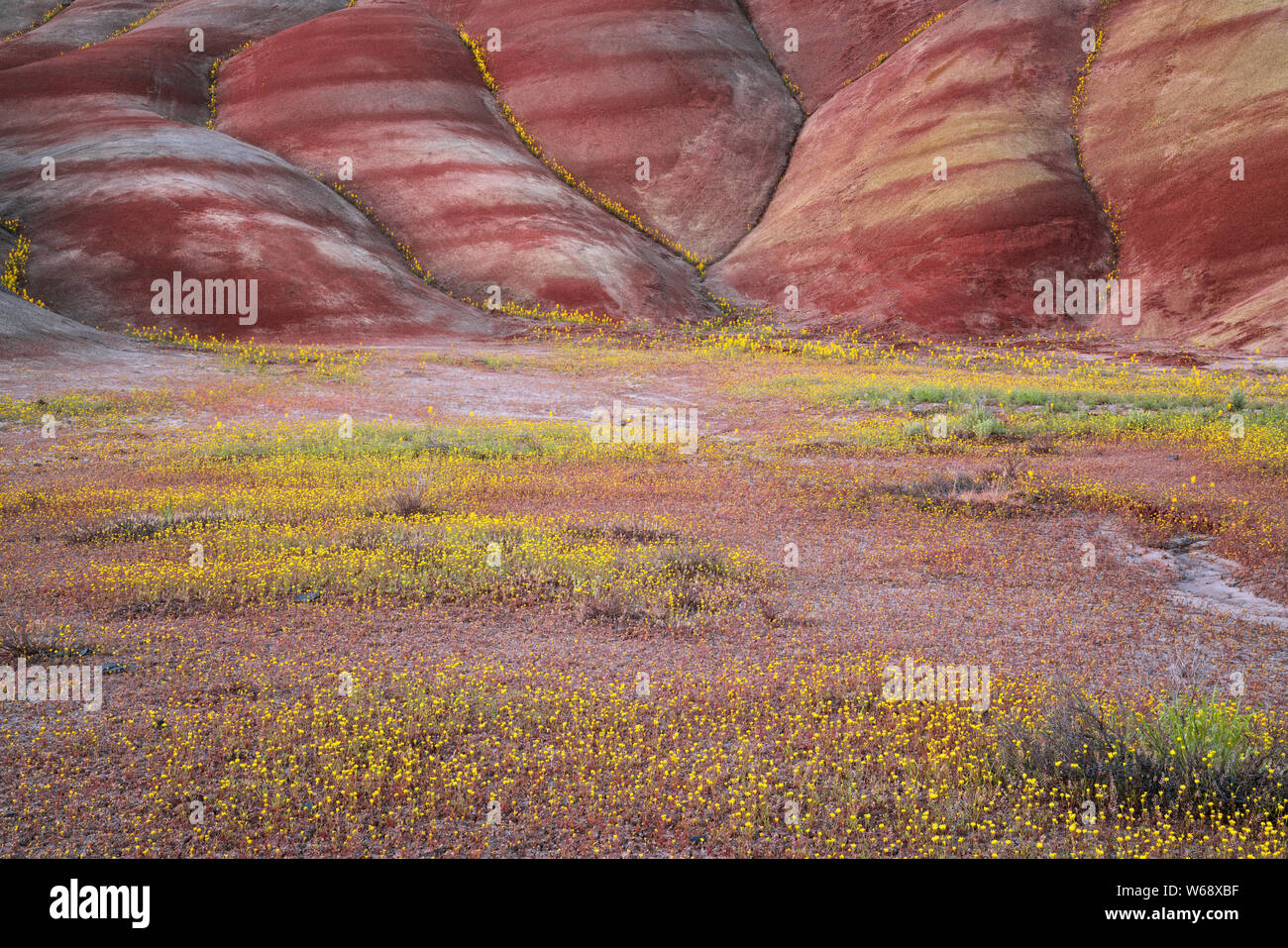 The civil twilight glow on the spring bloom of wildflowers at the base of the Painted Hills Unit in central Oregon’s John Day Fossil Beds. Stock Photo