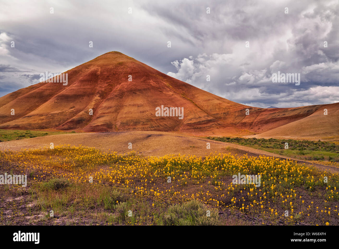 The civil twilight glow on the spring bloom of wildflowers at the base of the Painted Hills Unit in central Oregon’s John Day Fossil Beds. Stock Photo