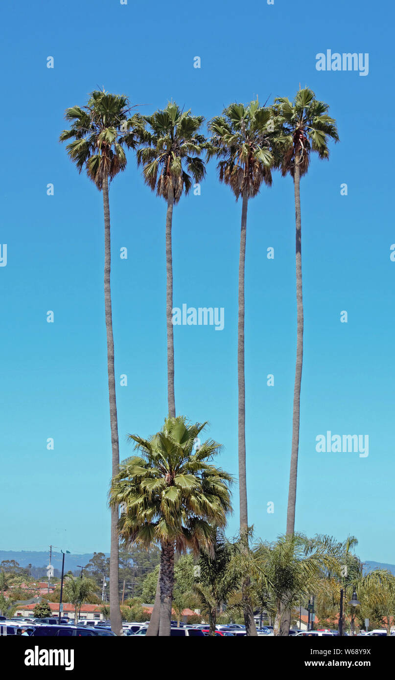 Four tall palm trees in a row. Stock Photo