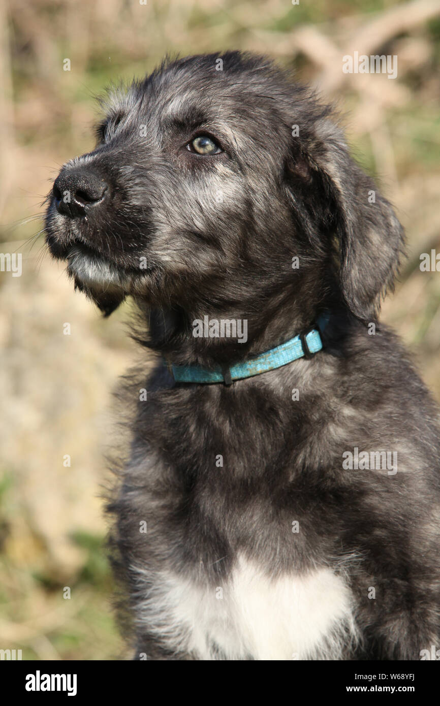 Adorable young Irish Wolfhound puppy in the nature Stock Photo - Alamy