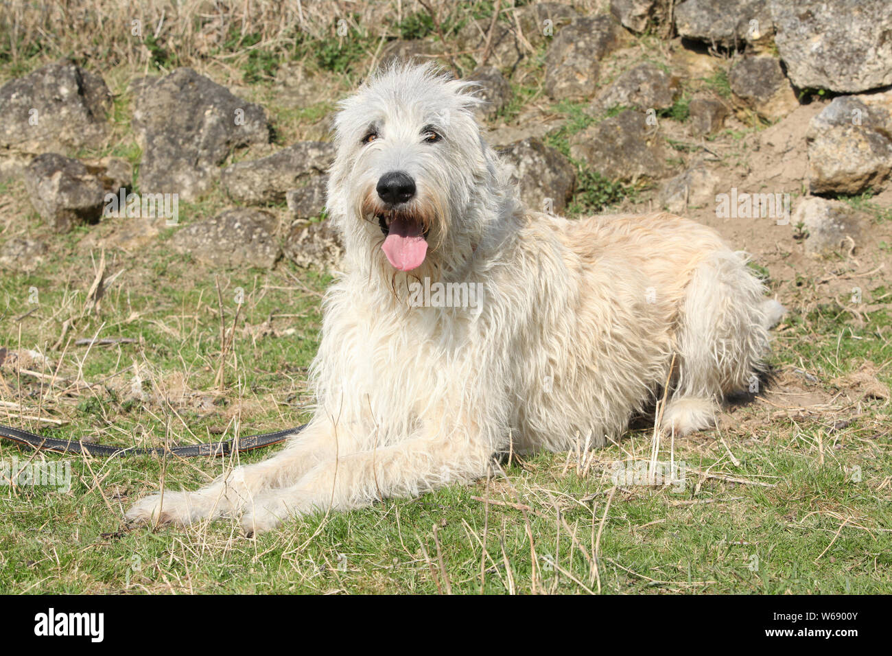 polish wolfhound