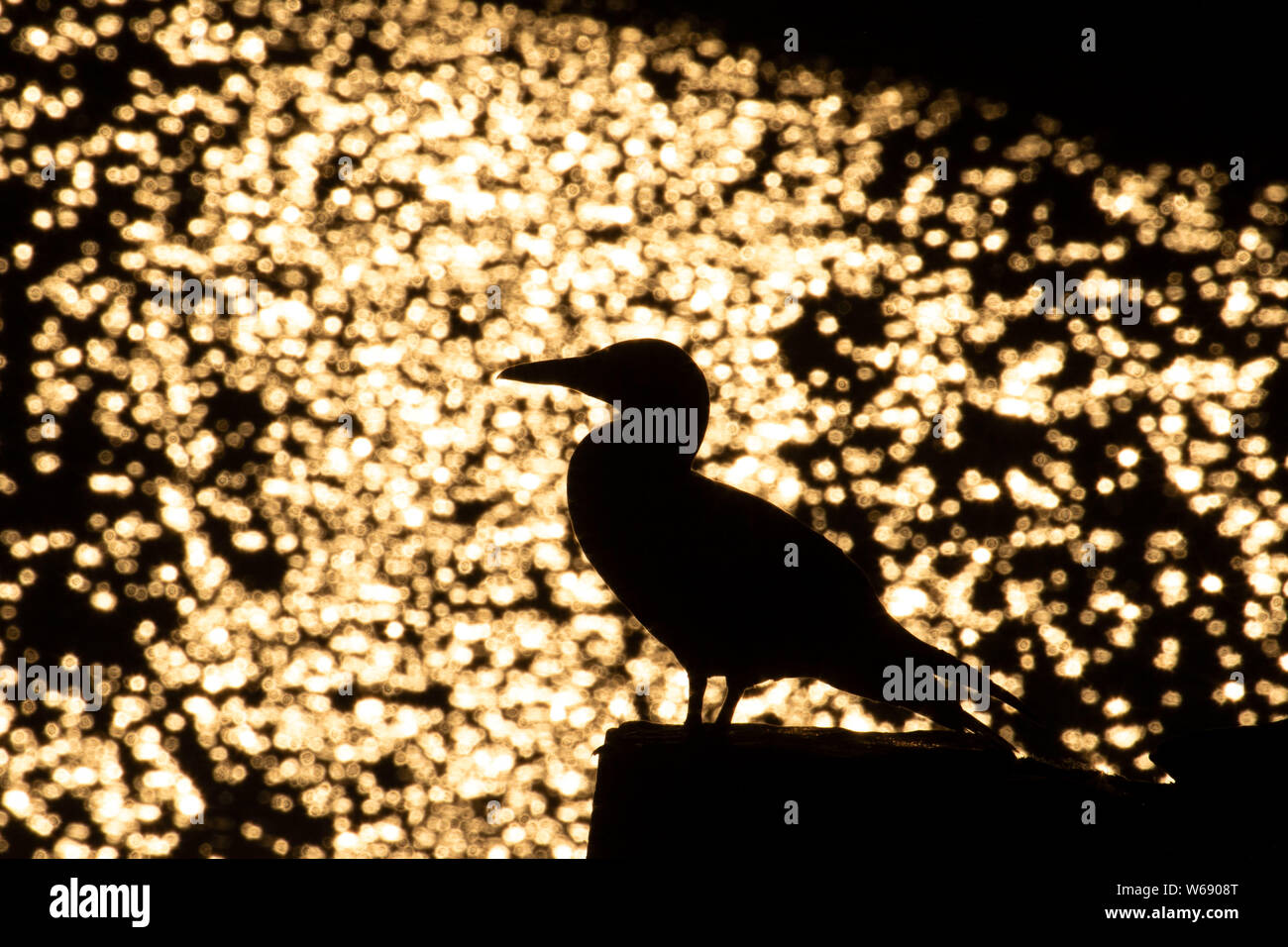 Northern Gannet (Morus bassanus) silhouette, Cape St Mary's Ecological Reserve, Newfoundland and Labrador, Canada Stock Photo