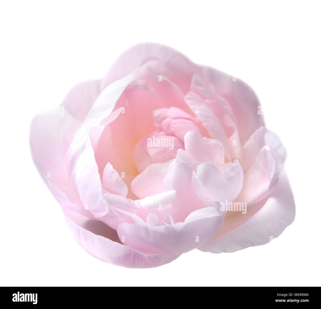 beautiful peony flower isolated on white background Stock Photo - Alamy