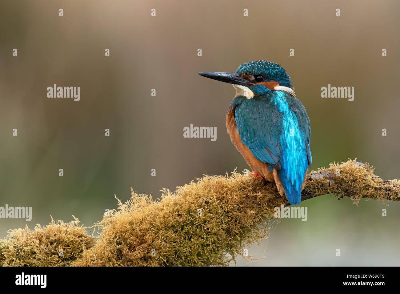 Kingfisher (Alcedo atthis) perched on moss covered branch Stock Photo