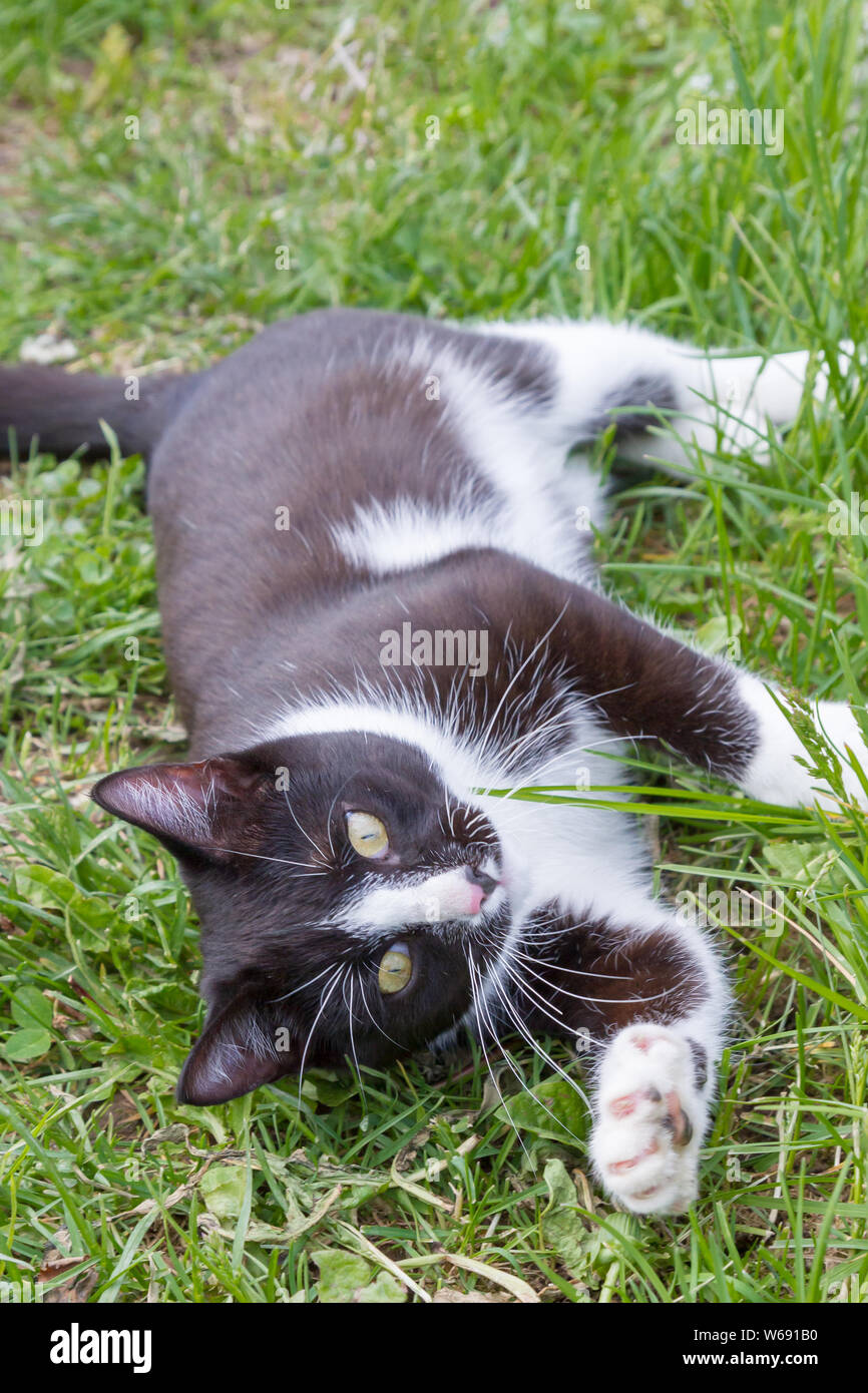 Home a young black and white cat walks in the country yard Stock Photo Alamy