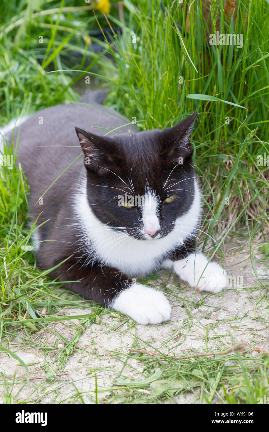 Home a young black and white cat walks in the country yard Stock Photo ...