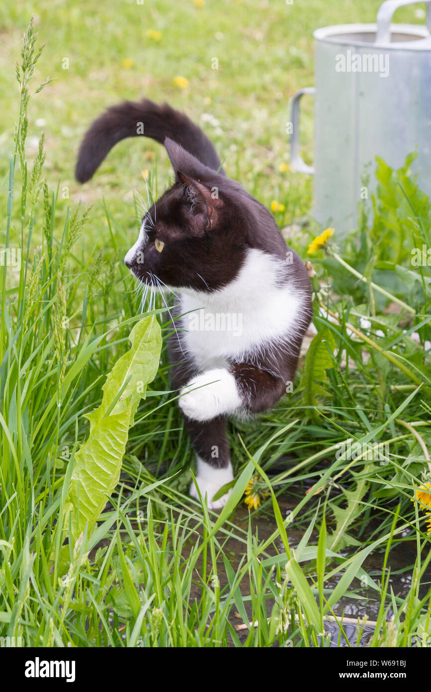 Home a young black and white cat walks in the country yard Stock Photo