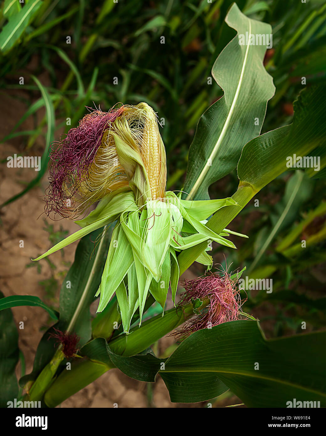 Closeup shot of Raw Corn on the cob still on the stalk with corn silks with leaves Stock Photo